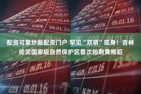 配资可靠炒股配资门户 罕见“双萌”现身！吉林哈泥国家级自然保护区首次拍到黄喉貂